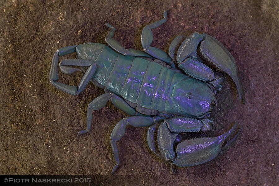 Like many scorpions, members of the genus Hadogenes display a beautiful, blue fluorescence if exposed to ultraviolet light. A recent study suggests that this helps these nocturnal animals detect and avoid light.