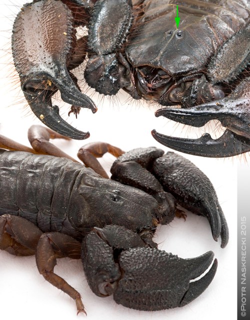 The median ocelli of the rock scorpion (Hadogenes granulatus) are protected from scratching against rocks by elevated ridges (green arrow). These are absent in species that live in equally constrained but softer environments, such as this Opistacanthus (below) found under tree bark.