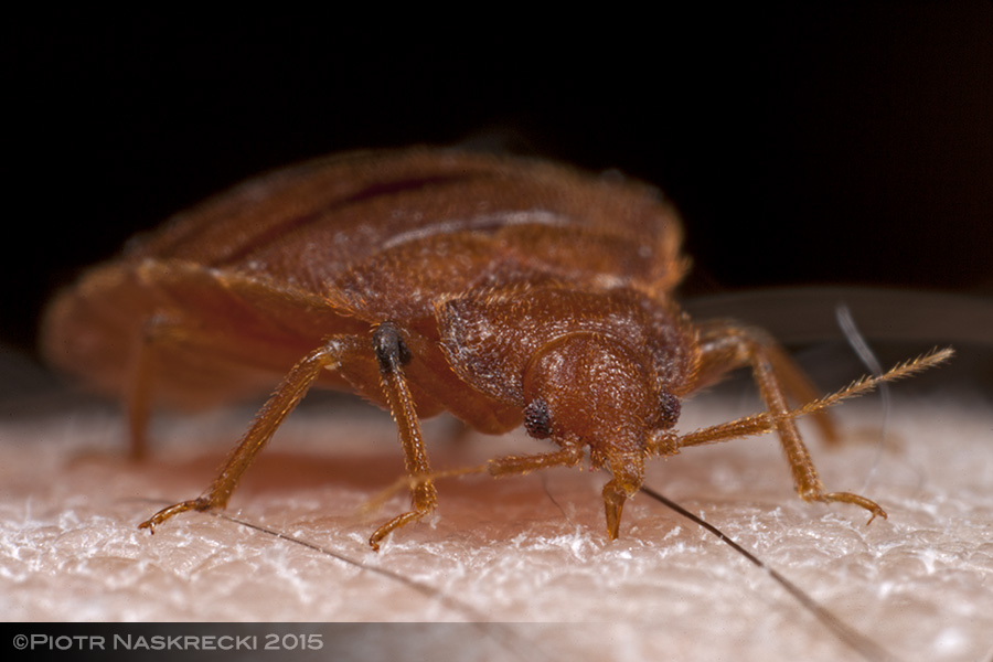 Bed bug (Cimex lectularius) feeding on my blood.