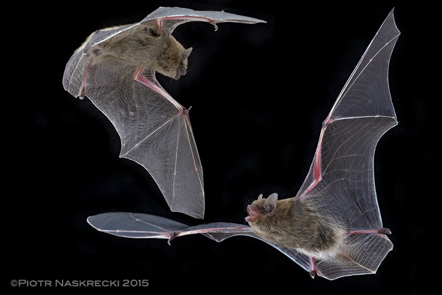 Bats of the family Vespertilionidae, such as this Neoromicia nana, are frequent hosts of bat bugs, possibly because of these mammals' low hematocrit, which makes drinking of their blood easier for parasites.