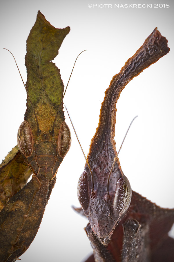 No two individuals of ghost mantids are alike, which prevents their principal predators, birds and primates, from learning how to tell them apart from real leaves.