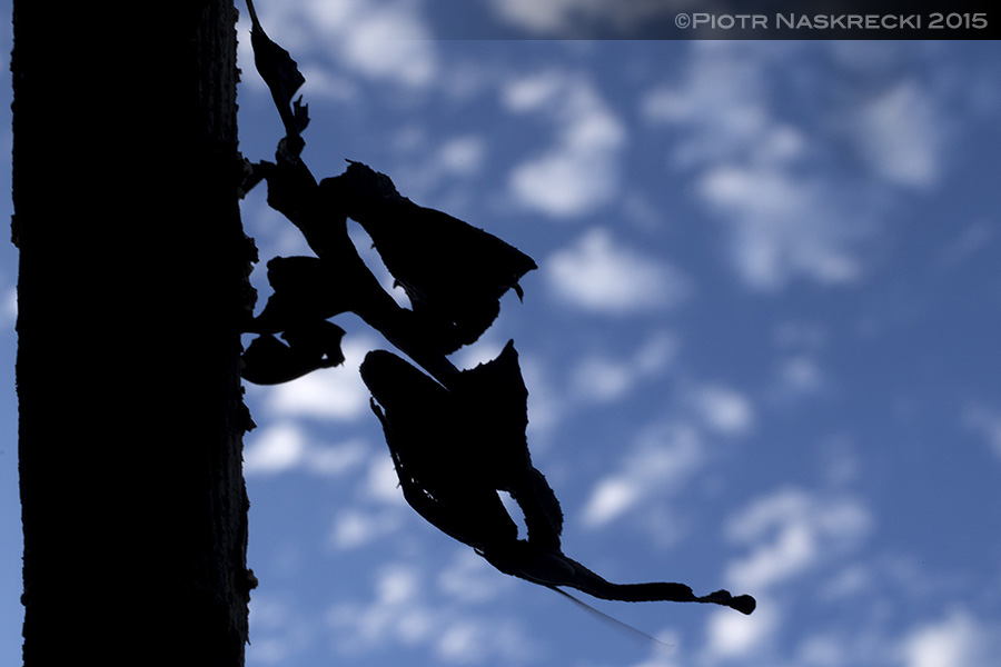 A silhouette of the first ghost mantis recorded from Gorongosa National Park in Mozambique.