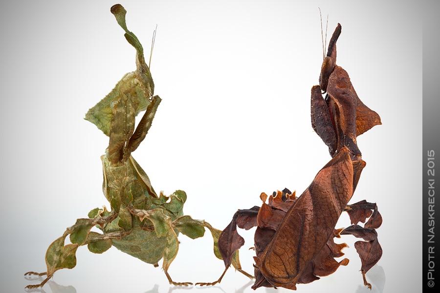 Ghost mantids are extremely polymorphic in both their coloration and the shape of the strange processes on their heads.