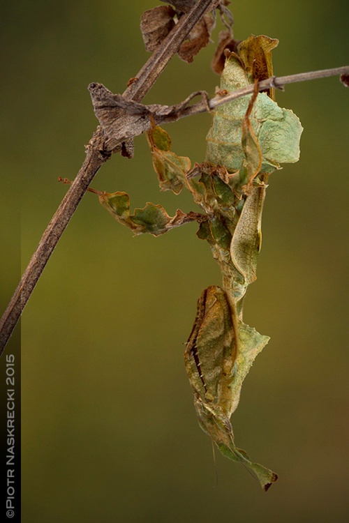 A female ghost mantis (Phyllocrania paradoxa) – these insects are such superb mimimcs of dry vegetation that it is often difficult to tell which part belongs to the plant and which to the insect.