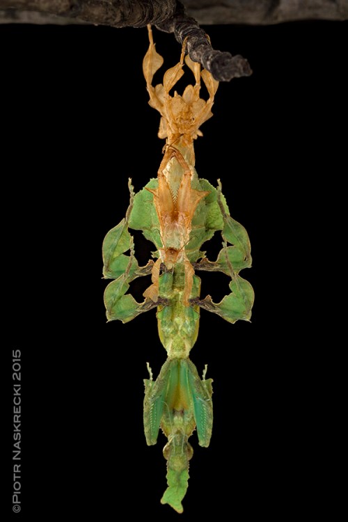 A molting ghost mantis.