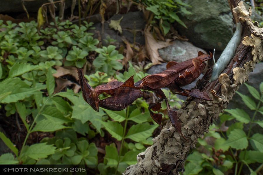A Gorongosa ghost mantis with a freshly laid ootheca.