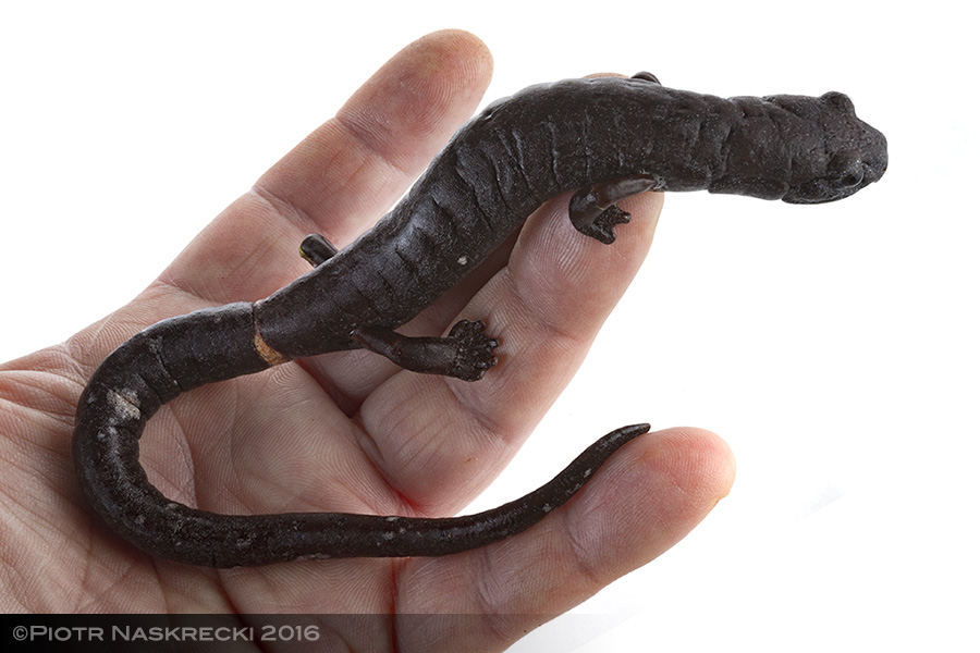 It is rather amazing that a terrestrial animal as big as this Ringtail salamander (Bolitoglossa robusta) from Costa Rica can spend its entire life without taking a single breath and rely entirely on gas exchange through its skin.