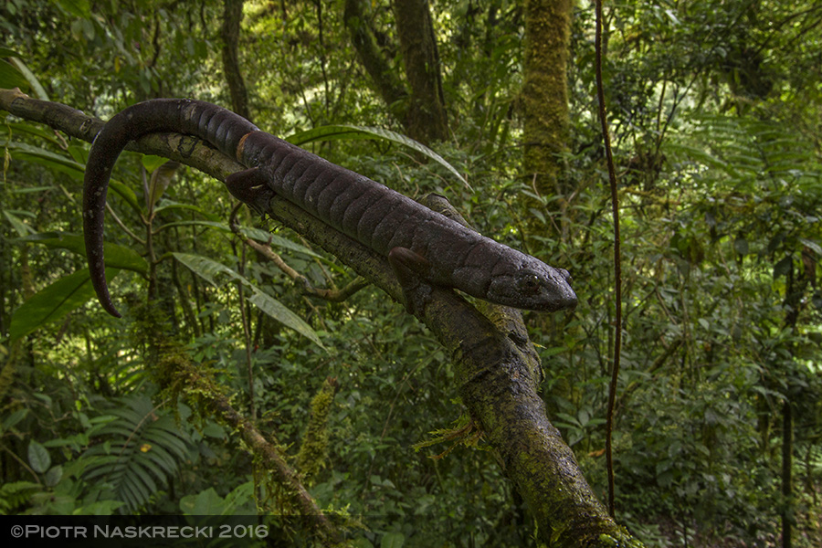 Ringtail salamander (Bolitoglossa robusta) on a tree branch in Tapanti National Park, Costa Rica.