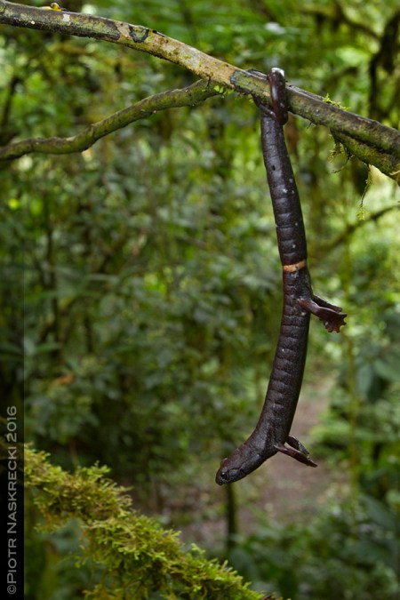 The ability to use a prehensile tail, a rarity in the animal kingdom, is one of the most amazing characteristics of the large, arboreal Ringtail salamander (Bolitoglossa robusta) from Costa Rica.
