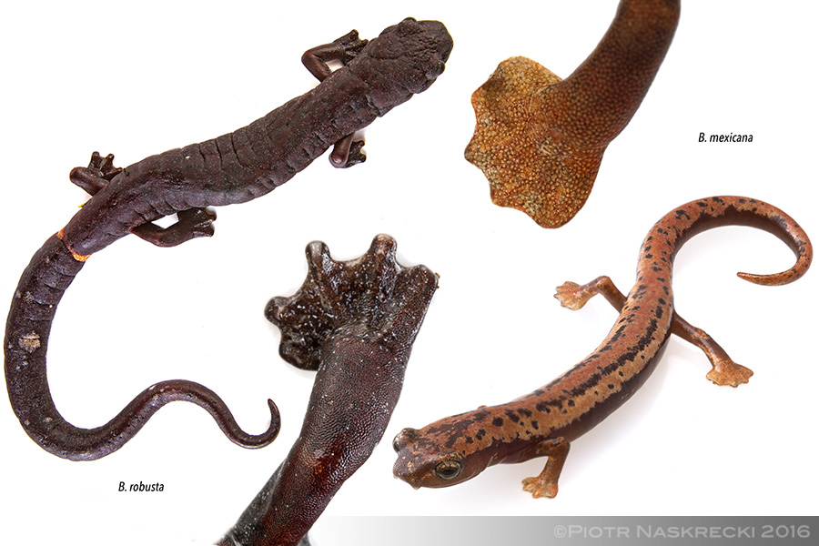 Among many adaptations to the arboreal lifestyle are the lungless salamanders' pad-like feet. Despite of the overall similarity, this foot shape has evolved independently in different species of the genus Bolitoglossa.