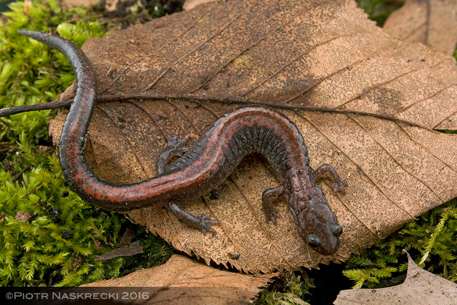The Redback salamander (Plethodon cinereus), a small, unassuming animal common in the eastern United States, is a marvel of evolution, with physiology that makes our own appear laughably inefficient.
