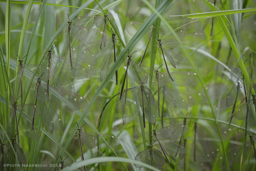 Hagenomyia_tristis_2